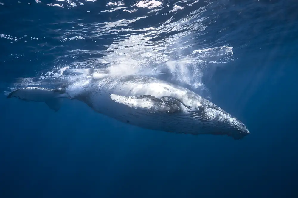 Gabriel, Barathieu: Baleine à bosse de l'île de la Réunion