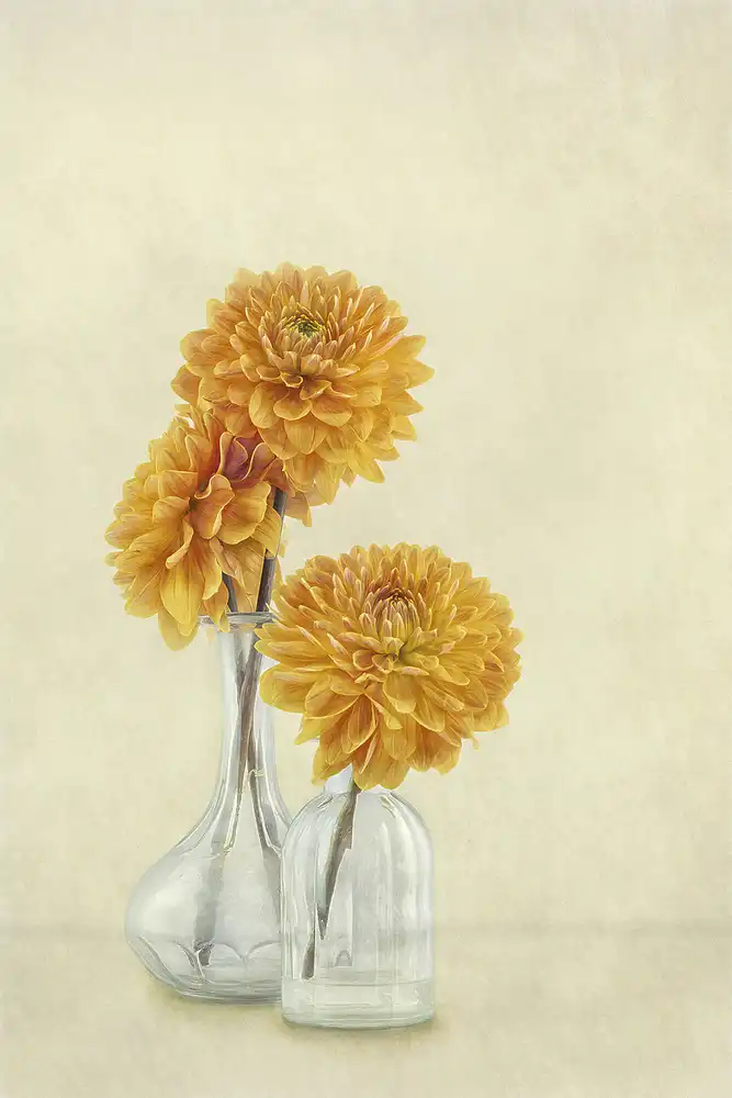Gray, Gaille: 3 Dahlias