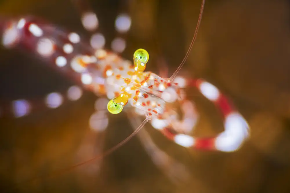 Gabriel, Barathieu: Close up : Anton Bruun cleaner shrimp