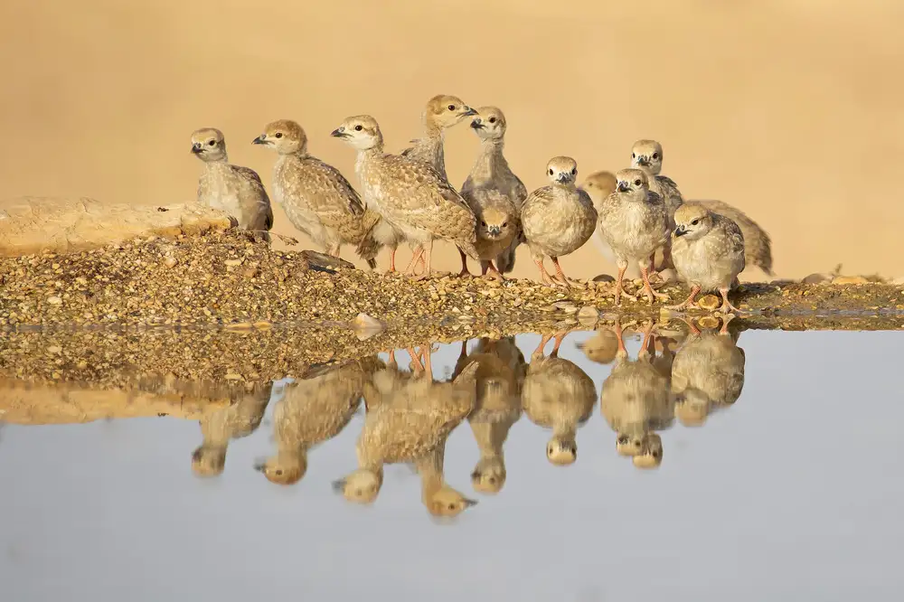 Waldmann, Shlomo: Chukar,Giovani
