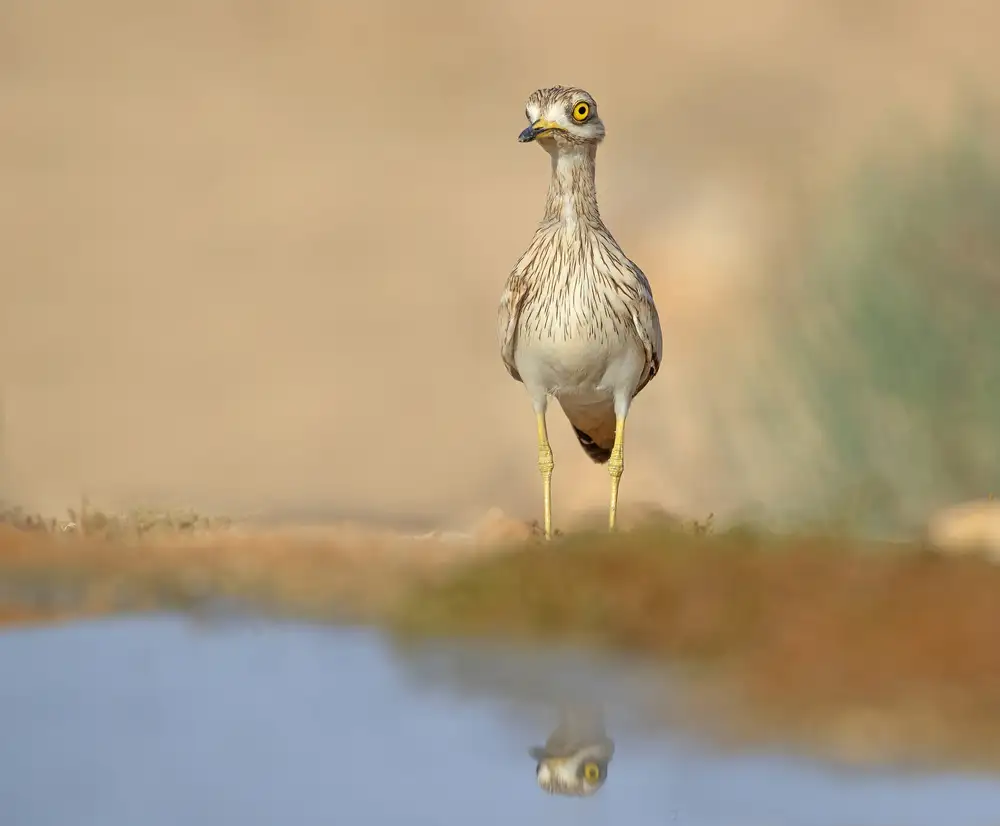 Waldmann, Shlomo: Steinbrachvogel