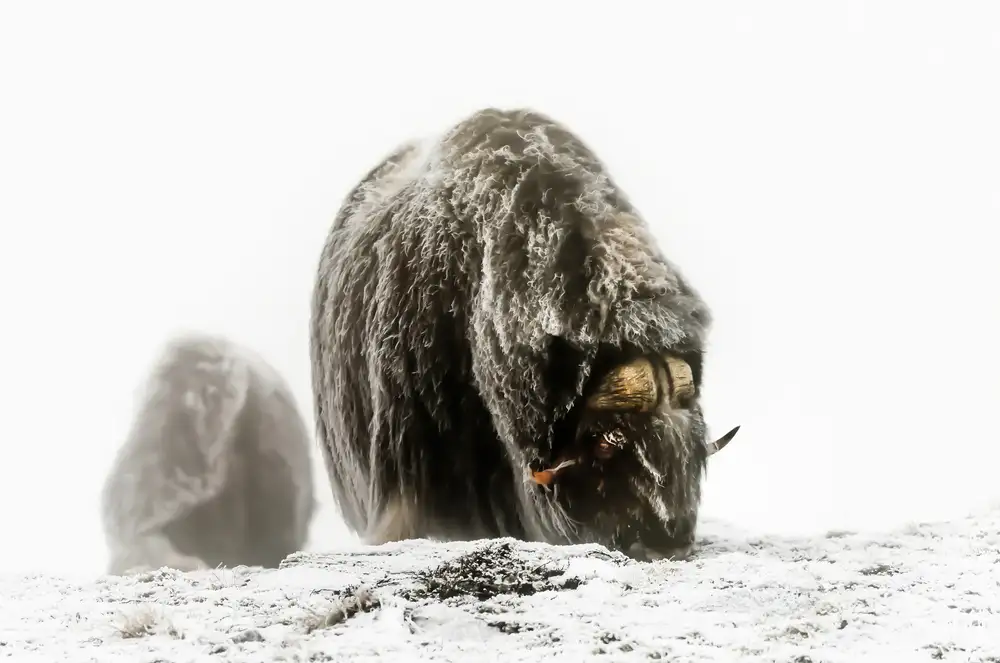 DAmico, Giuseppe: Between the fog and the frost