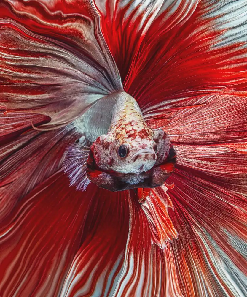 Halil, Andi: The Red Fish