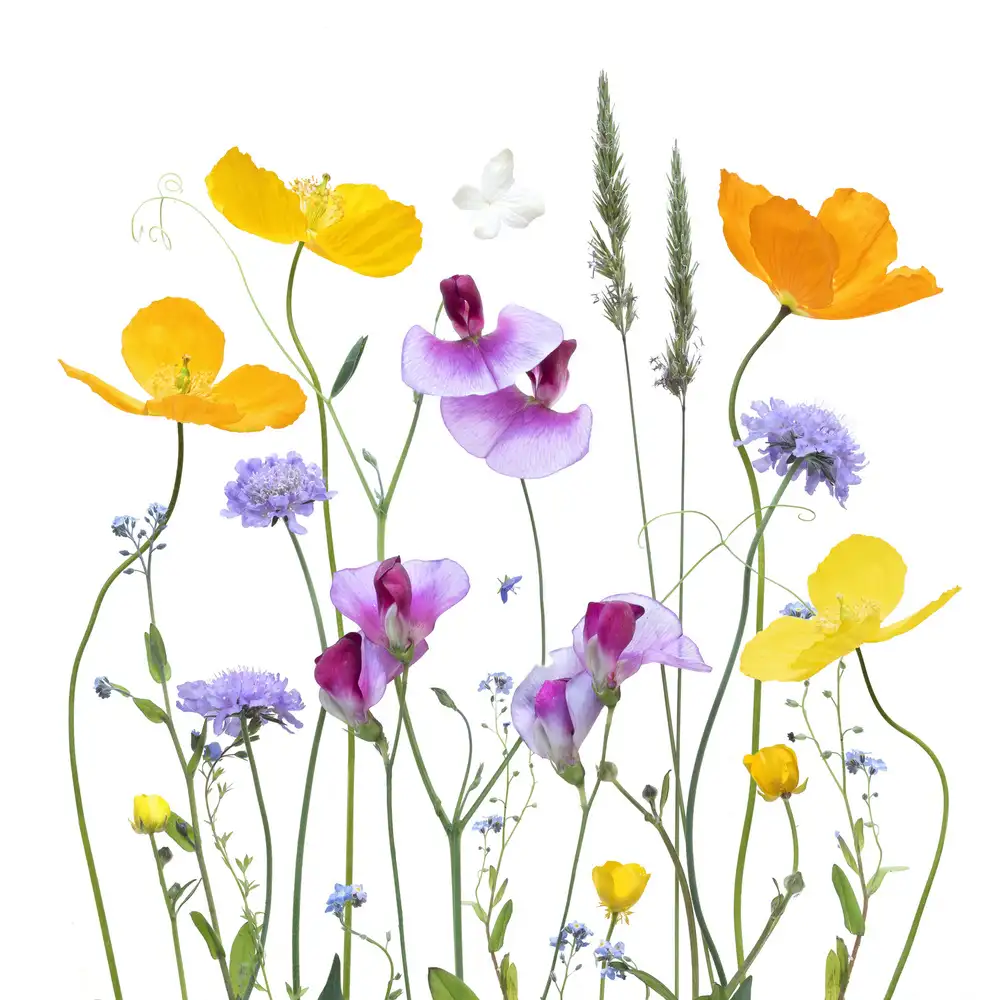 Williams, Sharon: Floral Garden