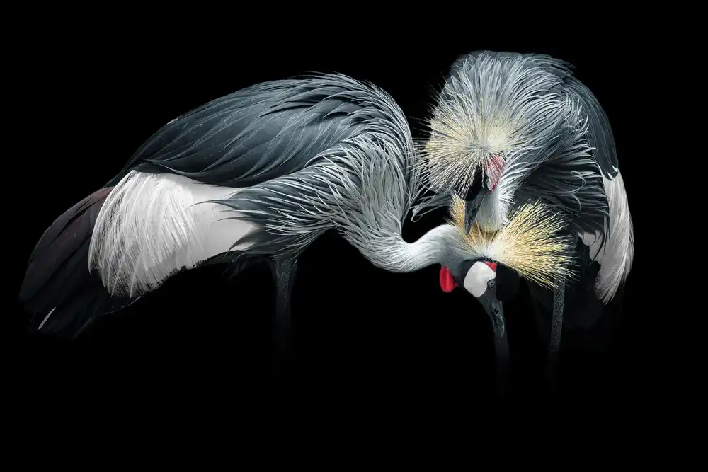 Rezaeian, Ali: Grey Crowned Crane