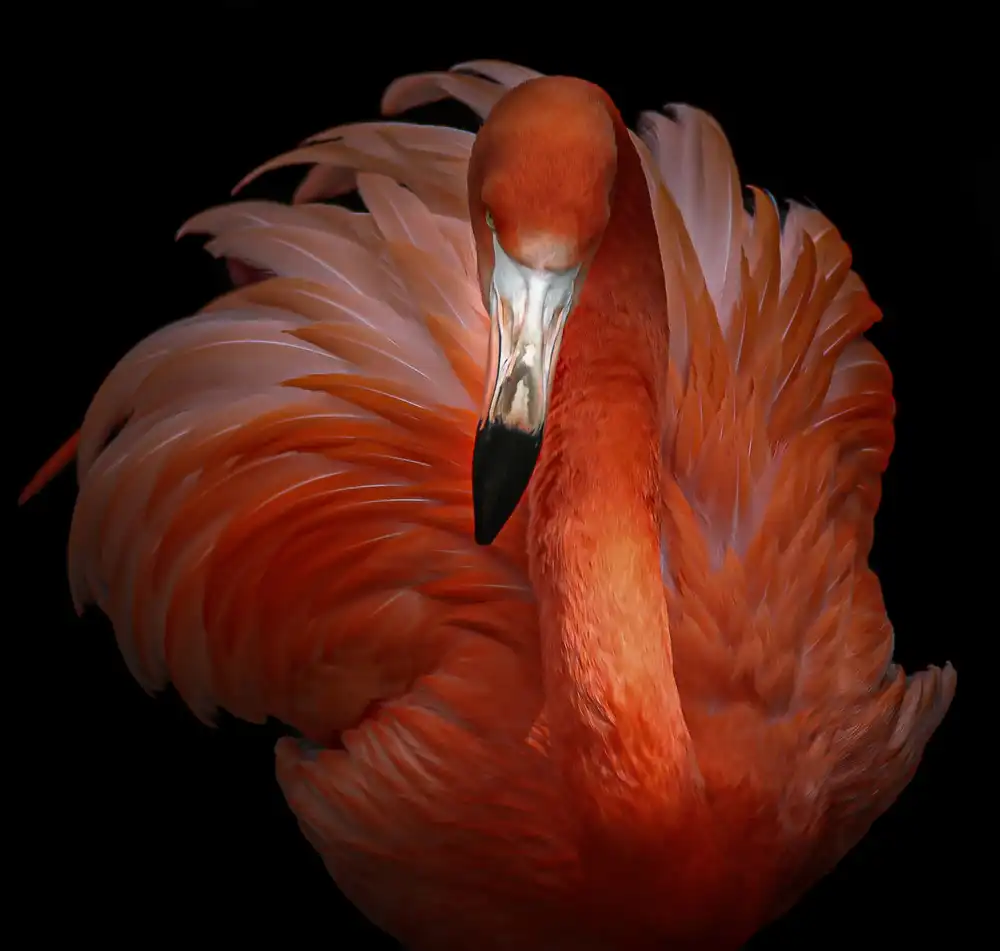 KaMerA: bellezza rosa