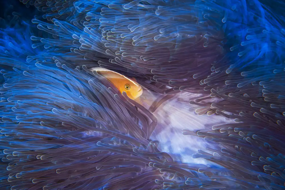 Gabriel, Barathieu: Poisson-clown mouffette