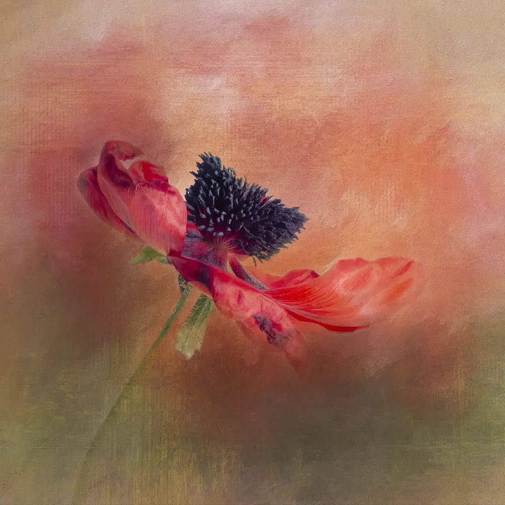 Gray, Gaille: Dramatic Red Poppy
