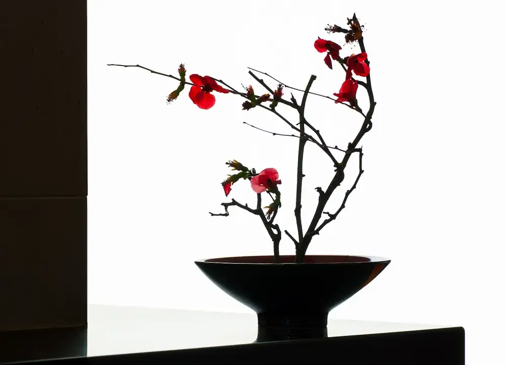 prbimages: Schüssel mit Japonica