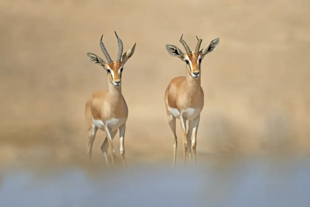 Waldmann, Shlomo: Gacela Dorcas