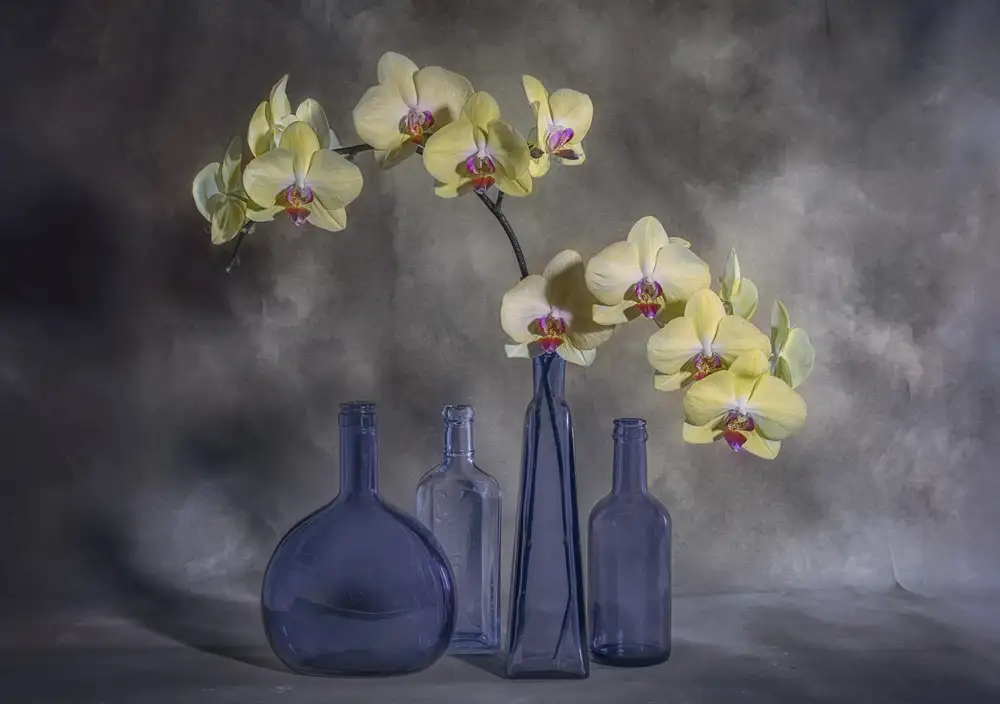 Jacobs, Lydia: Orchidee