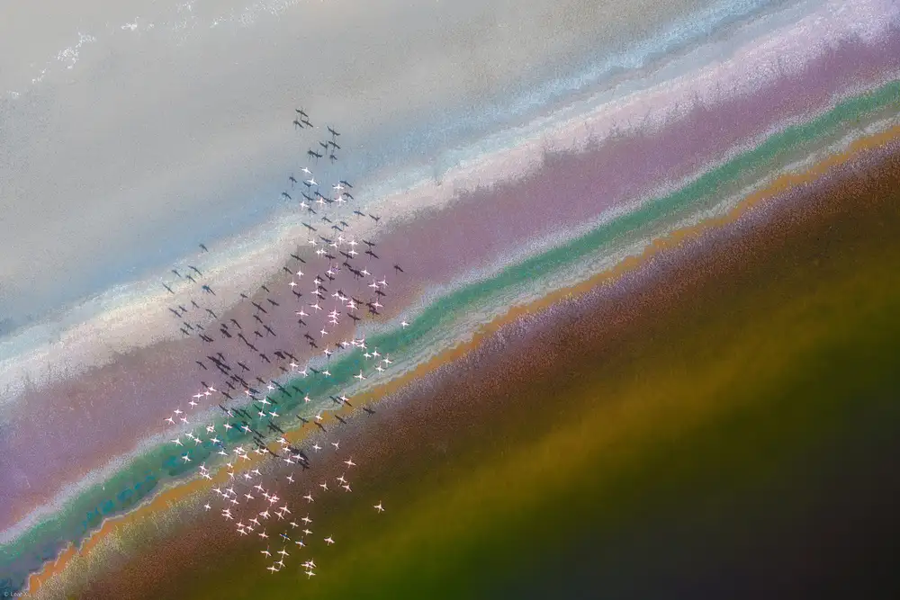 Xu, Leah: Crossing Color Lines