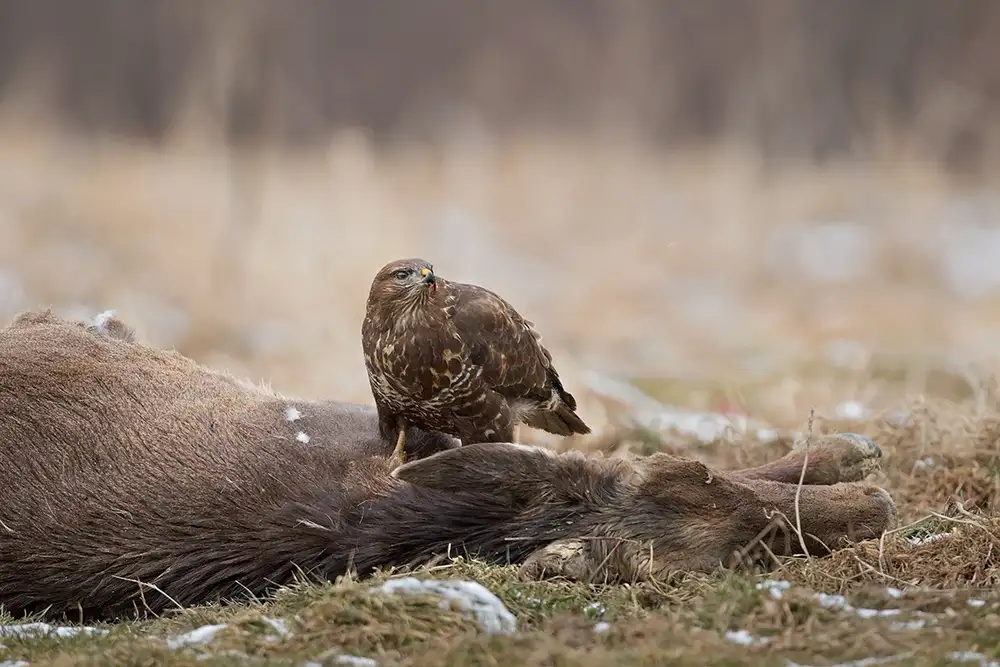 Pozzi, Marco: The big prey