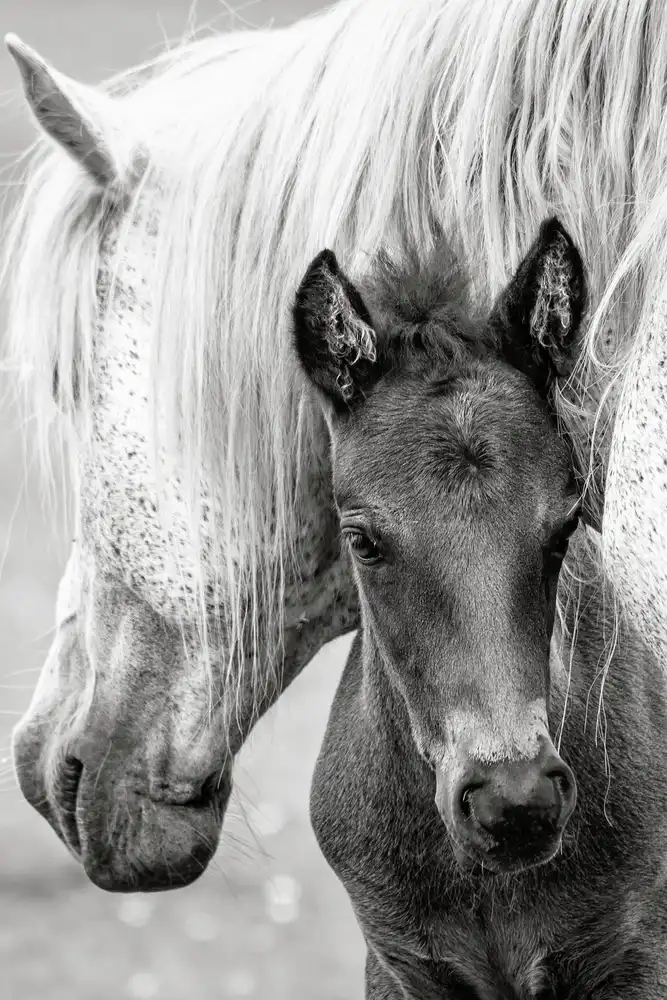 Parker, Jacky: The Foal