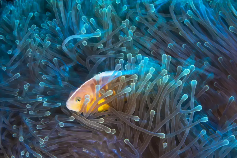 Gabriel, Barathieu: Pesce pagliaccio puzzola