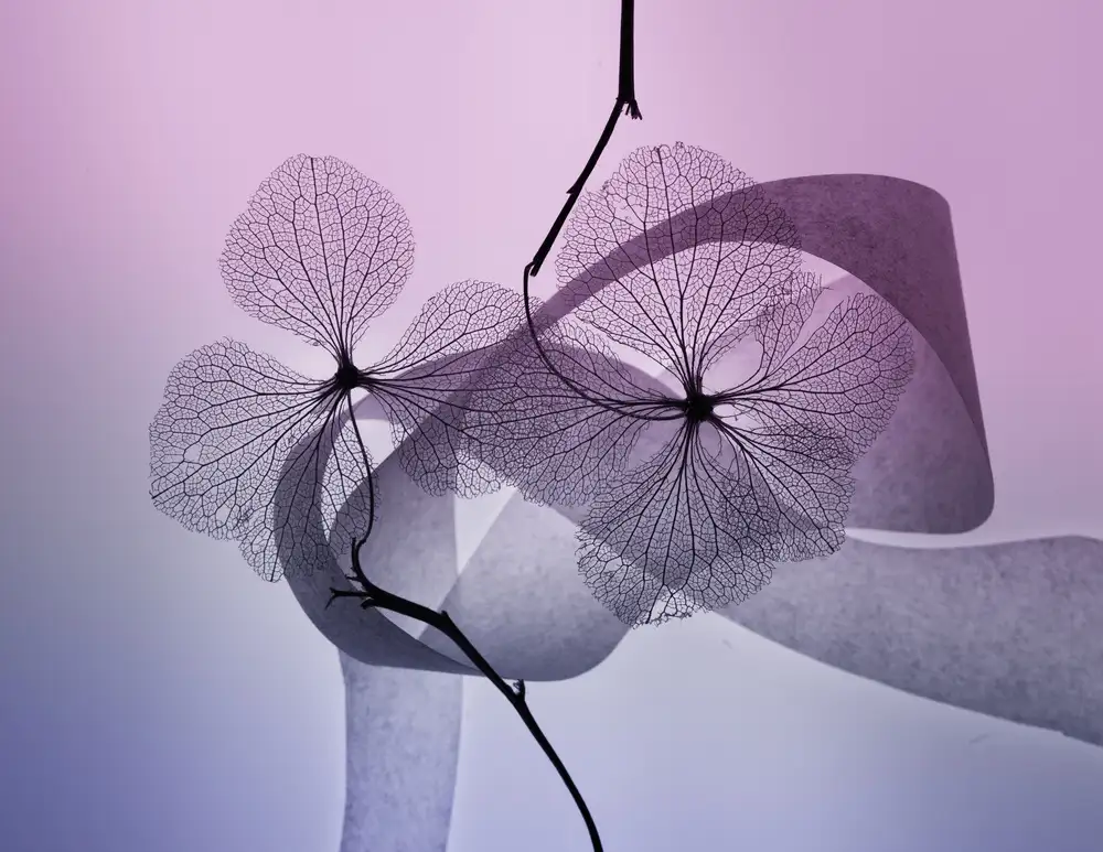 Kowatari, Shihya: Hydrangea