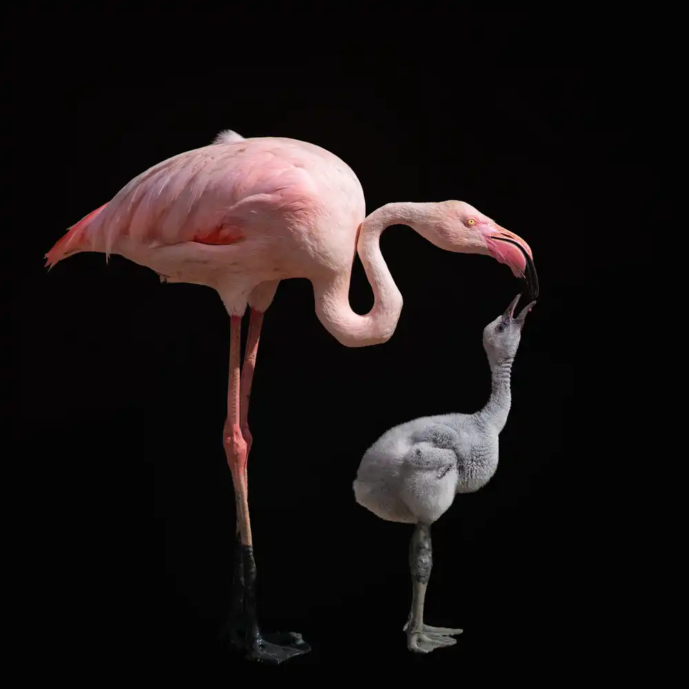 Guillemot, Mathilde: volverse rosa