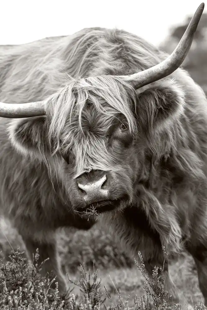 Parker, Jacky: Der Stier