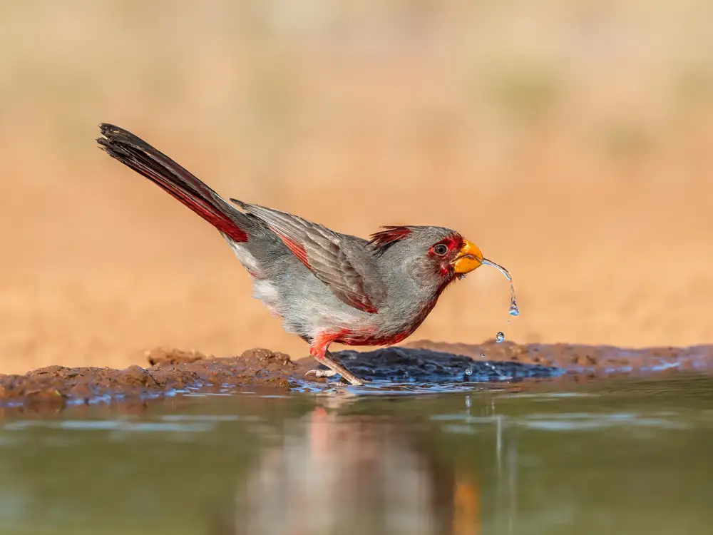 Wei, and Siyu: Una pirruloxia sedienta