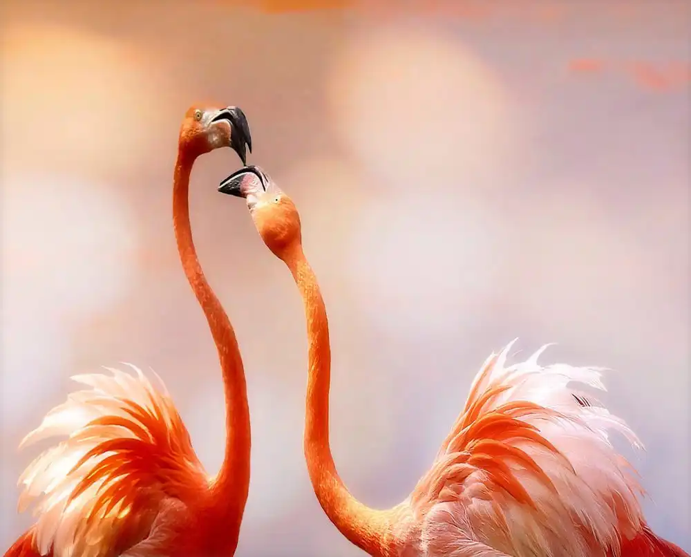 Cseresnjes, Anna: il bacio