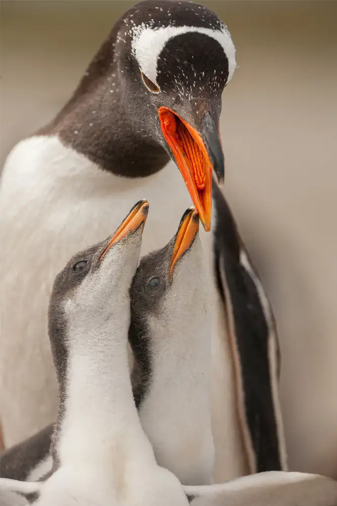 Raga, Gil Joan: Pinguino Gentoo giovanile