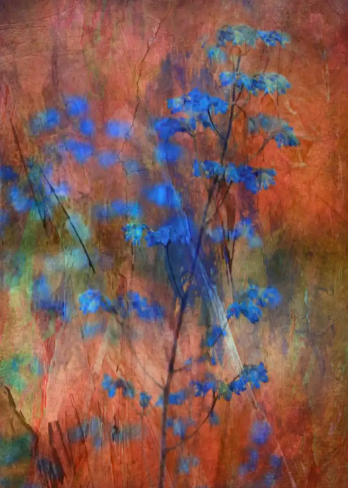 Devos, Delphine: Colors Dance on Flowers