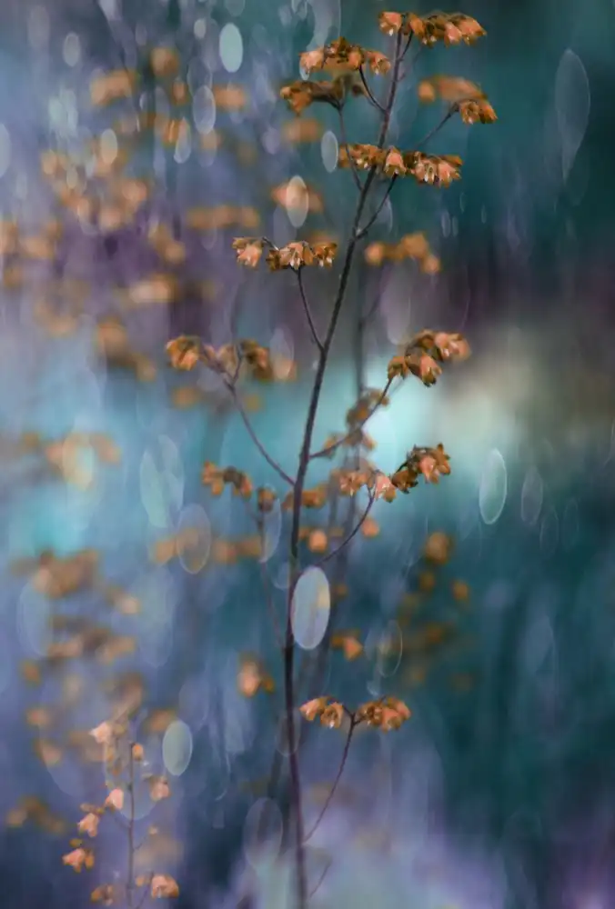 Devos, Delphine: Light Dance with Flowers