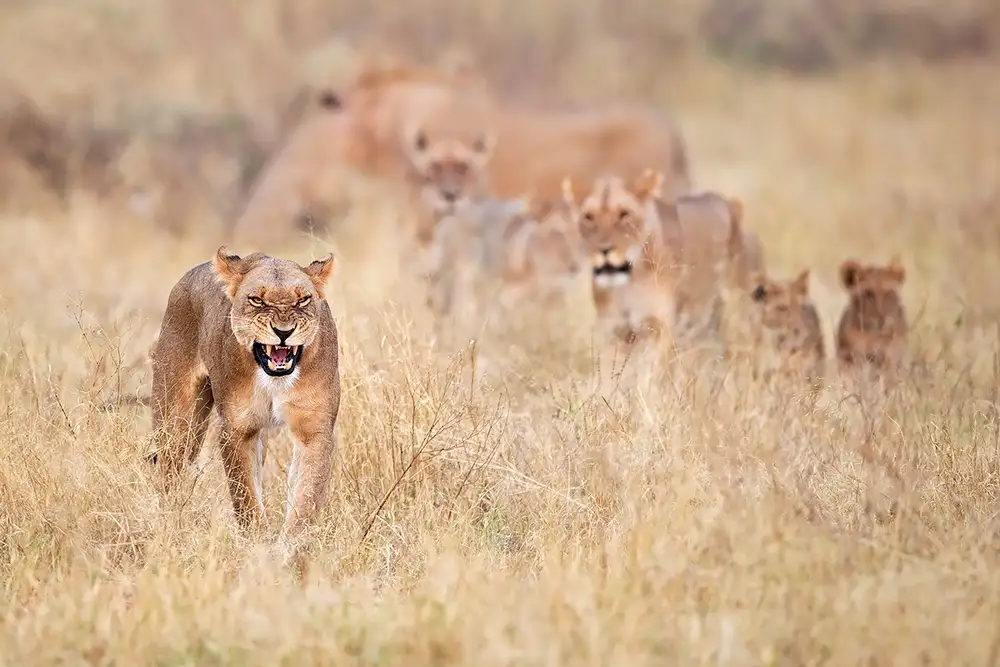 Pozzi, Marco: Lions