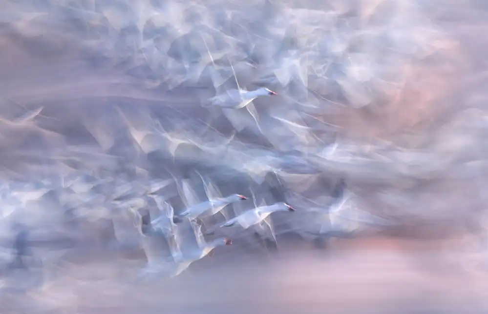 Deng, Larry: Snow geese