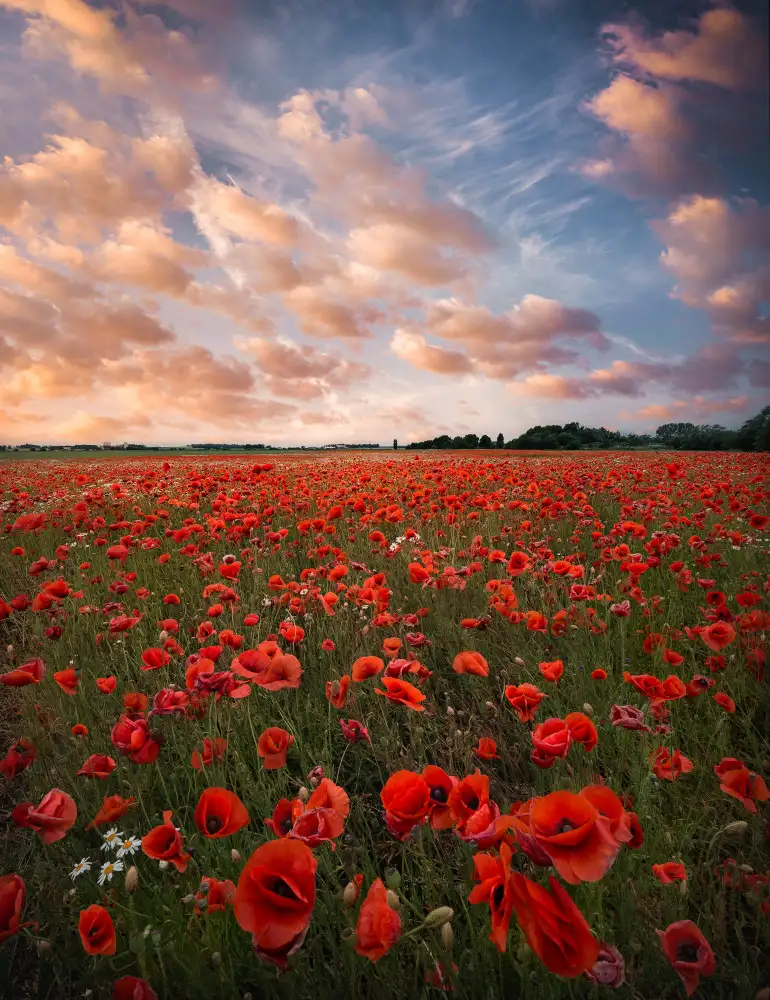 Lindsten, Christian: Poppy field in Sweden