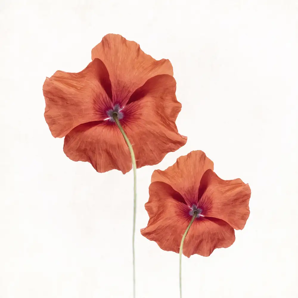 Grønkjær, Lotte: amapolas