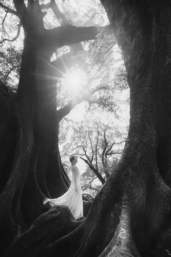 Tianqi: The Daughter of Trees