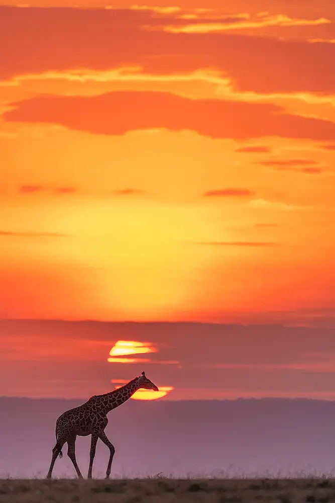 Zhao, Henry: Giraffe under sunshine