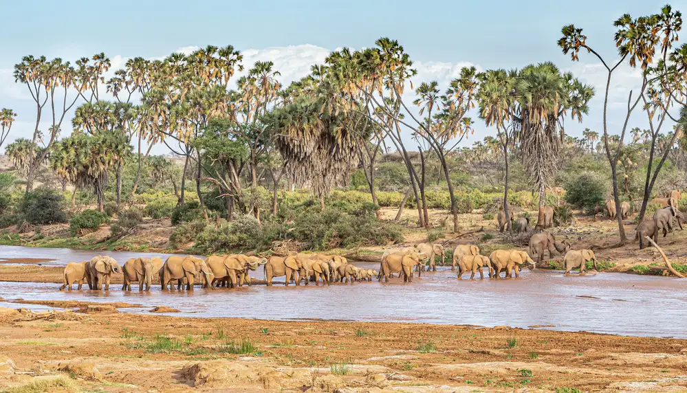 Sink, C. Jeffrey: Perché andare in Africa orientale?