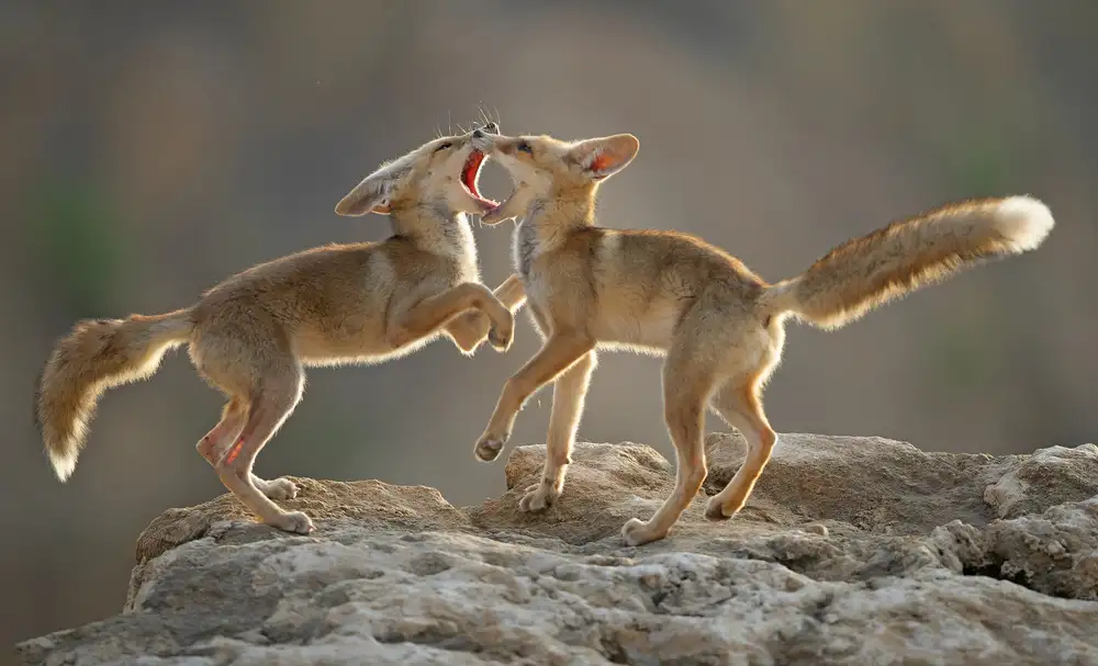 Waldmann, Shlomo: Tango