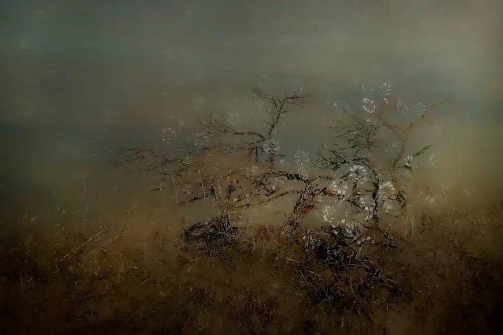 Talen, Nel: Old tree