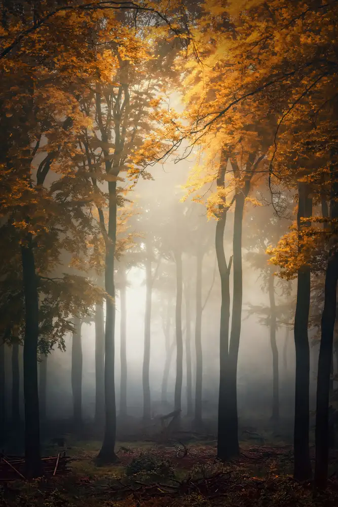 Aurednik, Patrick: Fall