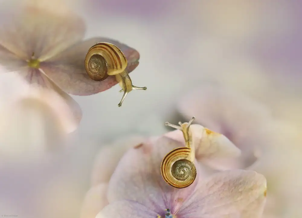 Deelen, van Ellen: Piccole lumache....