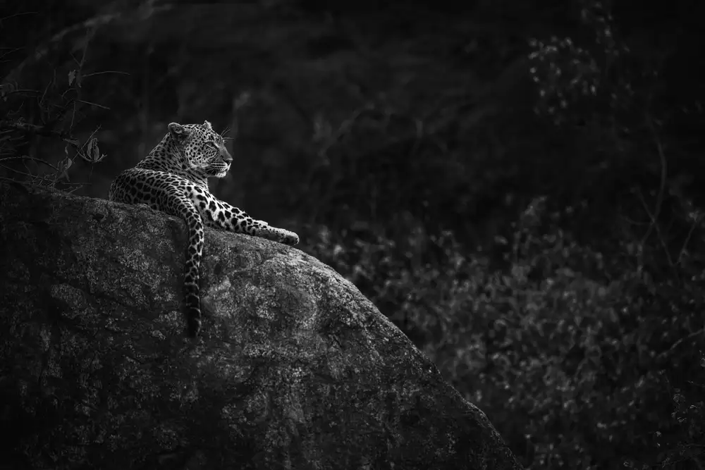 Alnaser, Mohammed: Madre Leopardo