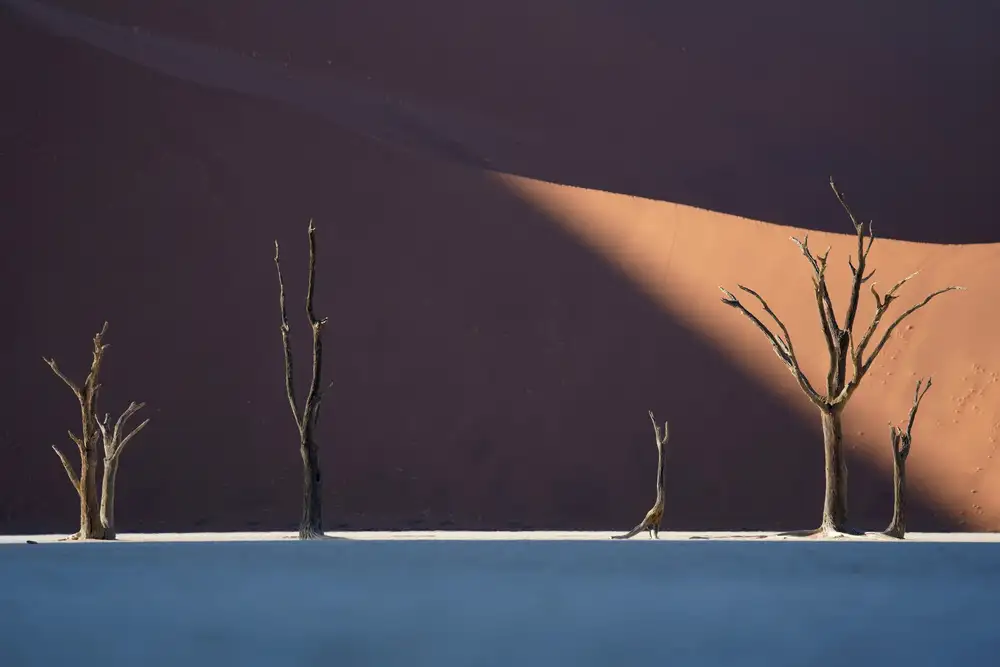 Intarob, Sarawut: Deadvlei