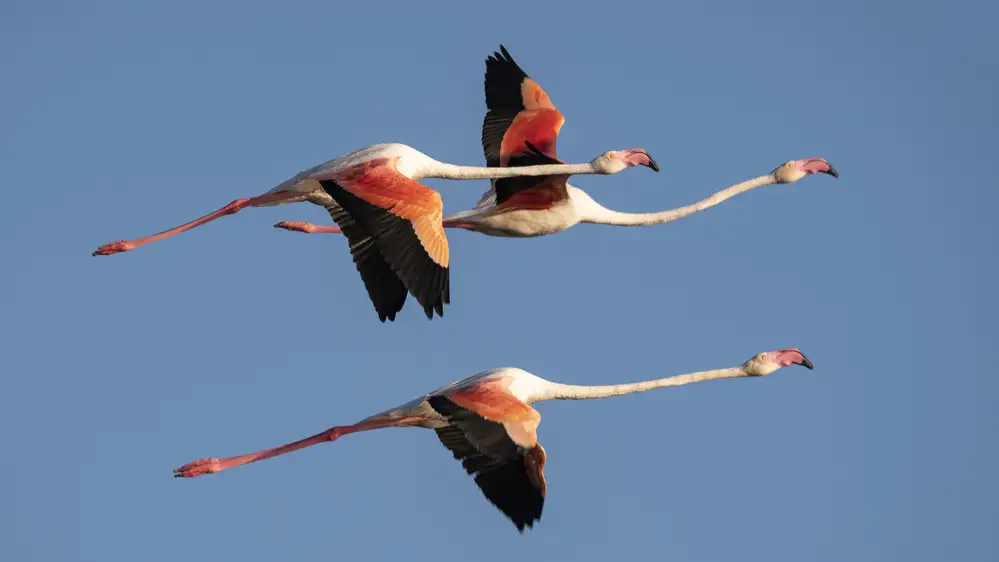 Lagandré, Thierry: Flug in der Camargue