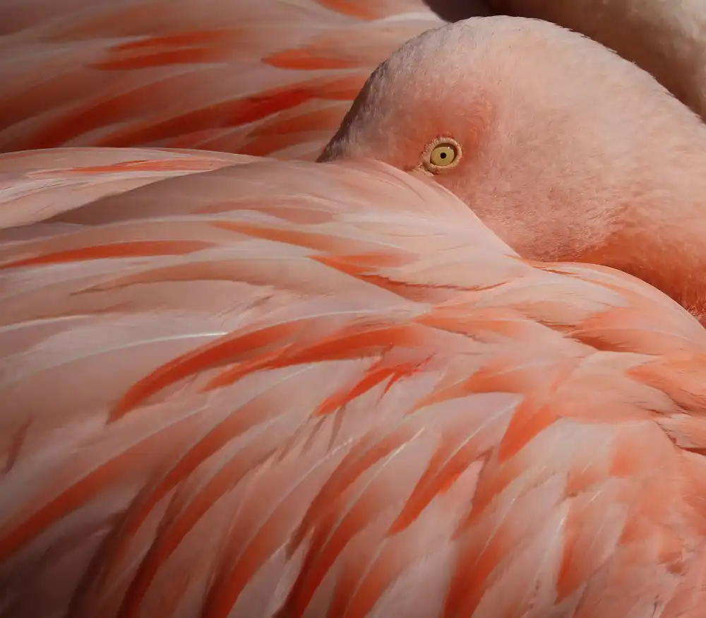 Wechsler, Robin: Portrait d'un flamant rose