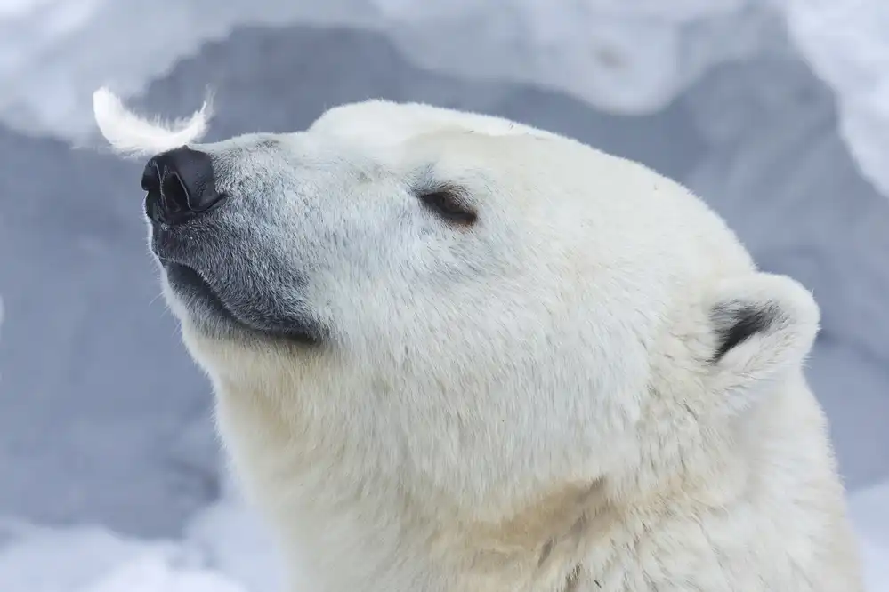 Belovodchenko, Anton: Polar bear portrait
