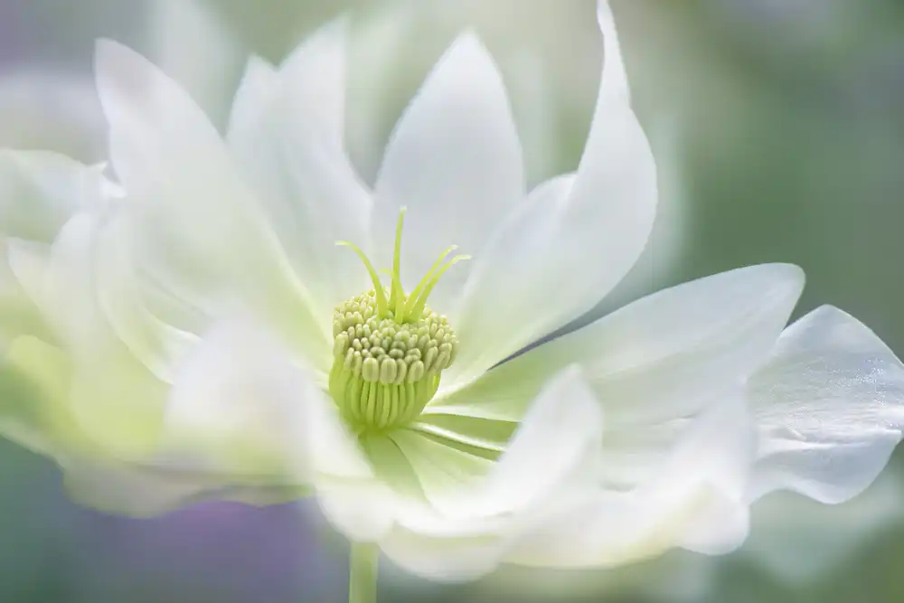 Parker, Jacky: Serene
