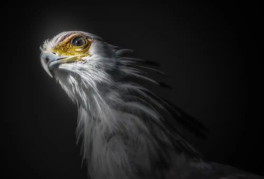 KaMerA: secretary bird