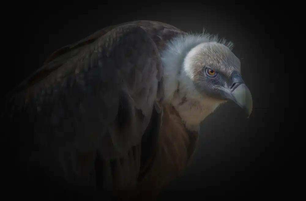 KaMerA: vulture