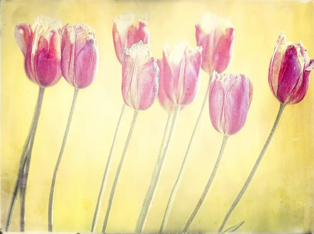 Cseresnjes, Anna: tulipani