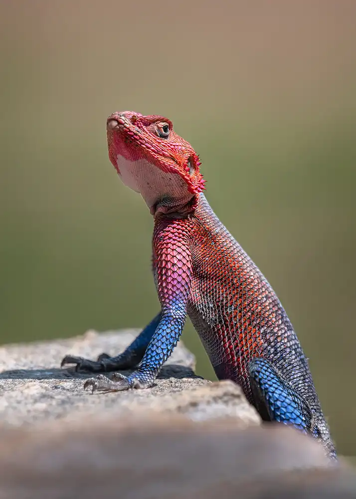Poreider, Annie: Red-Headed Rock Agama in Kenya