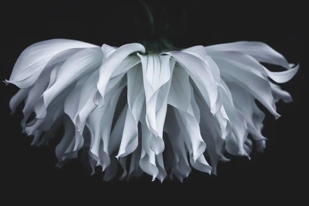 Suzuki, Takashi: Fiore chiarore