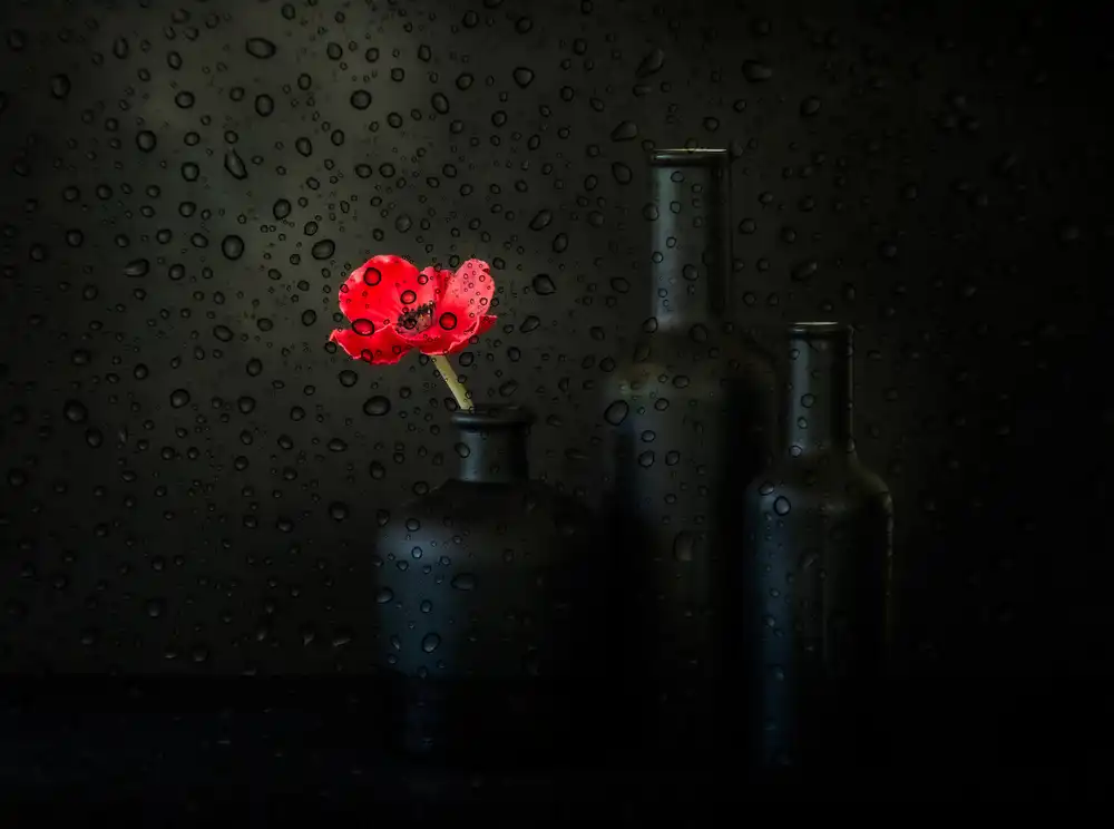 Hammer, Jacqueline: Rainy Day Poppy